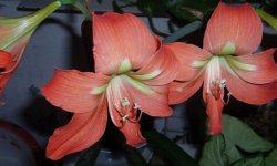 Гіппеаструм: посадка, вирощування і догляд в домашніх умовах, особливості розмноження і пересадки, фото