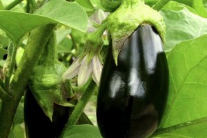 Хвороби баклажанів: опис і способи лікування, заходи профілактики, фото