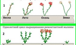 Схема правильної обрізки ремонтантной малини восени, навесні, протягом року, особливо, правила догляду