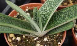 Кімнатна рослина гастерія: види і назви з фото, вирощування і догляд в домашніх умовах