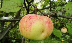 Яблуня Коричне смугасте: опис і характеристика, історія селекції, переваги і недоліки, посадка і догляд, фото