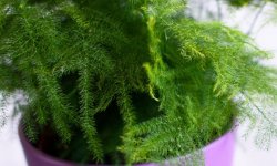 Розмноження аспарагуса в домашніх умовах: кращі способи, як правильно розсаджувати, фото