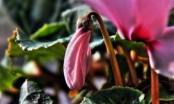 Як поливати цикламен в домашніх умовах: як часто і чим краще це робити, правила поливу та догляду, відео