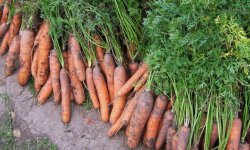 Врожайність моркви: характеристика і врожайність з 1 сотки, як підвищити, фото