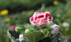 Глоксинія відцвіла: що робити далі, як доглядати