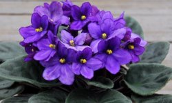 Як правильно посадити фіалку в домашніх умовах: як вирощувати і доглядати за рослиною, відео