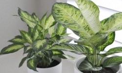 Розмноження диффенбахии в домашніх умовах: способи, особливості подальшого догляду, фото