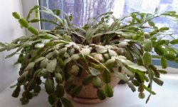 Розмноження шлюмбергери в домашніх умовах: технологія та подальший догляд, фото