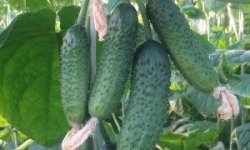 Огірки Смарагдові сережки F1: особливості та опис сорту, способи вирощування та догляду, фото