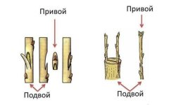 Підщепу для груші: характеристика і класифікація, особливості використання