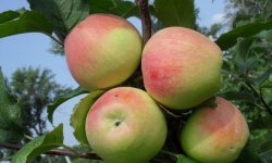 Яблуня сорту Строевское: детальна характеристика, особливості вирощування яблуні на ділянці, фото