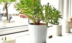 Як правильно посадити грошове дерево (товстянку) в домашніх умовах