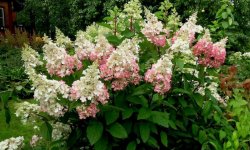 Гортензія волотисте Пінкі Вінкі (Hydrangea Paniculata Pinky Winky): опис і фото, посадка і догляд, застосування в ландшафтному дизайні