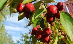 Яблука сорту Ранетка: особливості та характеристика сорту, схема посадки, вирощування та догляд, фото