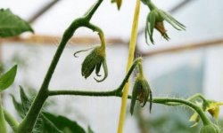 Чому помідори цвітуть, а зав’язі немає, в теплиці і відкритому грунті