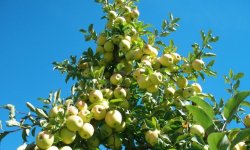 Яблуня сорту Айнур: основні відмінності, характеристика, агротехніка вирощування та догляду, фото