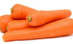 Морква сорти Тушон: опис і характеристика, вирощування і догляд, фото, відгуки