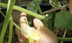 Сорт огірків Шоша F1: характеристика і опис сорту з фото, посадка, вирощування і догляд