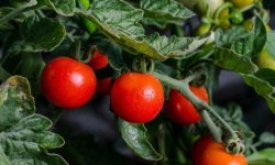10 найбільших і врожайних сортів томатів