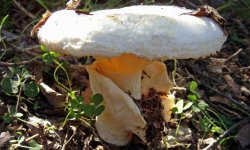 Гриб білий груздь: відмінності від грибів скріпіци (скрипуна) і подгруздкі