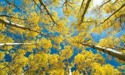 Таємниці і загадки красуні берези