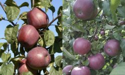 Яблуня Зорька: опис і характеристика, плюси і мінуси, особливості посадки і догляду, фото
