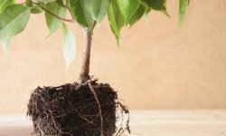 Пересадка фікуса в домашніх умовах: горщик, земля, догляд