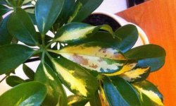 Чому у шефлери чорніють і опадають листя: що робити