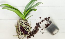 Пересадка фаленопсиса в домашніх умовах: крок за кроком з фото