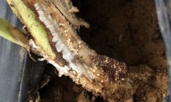 Гниють помідори в теплиці і що при цьому робити: причини, методи позбавлення та профілактика