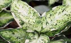 Чому жовтіє листя у диффенбахії: причини, що робити