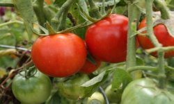 Томат Вибух: характеристика і опис сорту помідор, догляд, фото