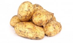 Картопля Ласунок: опис сорту і його характеристика, методи вирощування і урожайність, фото