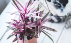 Рео — традесканція покривальчатая: як доглядати, розмножувати, фото