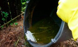 Підживлення яблунь: як удобрювати в різні пори року, які добрива краще використовувати