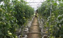 Як правильно підв’язати помідори (в теплиці, у відкритому грунті): способи, покрокове керівництво, фото, відео