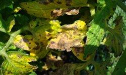 Жовтіють листя на помідорах: що робити, методи лікування, причини появи, фото