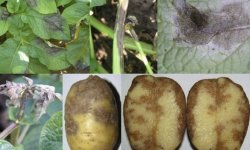 Фітофтороз картоплі: опис захворювання, заходи боротьби та лікування, стійкі сорти, фото