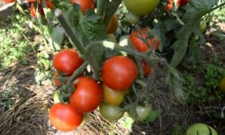 Томат Снігова казка: характеристика і опис сорту, фото, врожайність, вирощування і догляд, фото