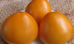 Томат Золоте серце: характеристика і опис сорту, врожайність, особливості догляду та вирощування, фото