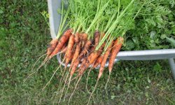 Прибирання моркви: правила і терміни, як зібрати і підготувати моркву для зберігання на зиму, відео