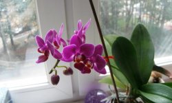 Орхідея відцвіла: що робити далі і як доглядати, чи потрібно обрізати, фото, відео