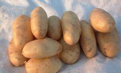Картопля Голландка: характеристика і особливості сорту, плюси і мінуси, технологія посадки і догляду за сортом, фото