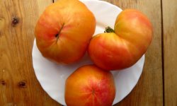 Томат «Загадка природи»: опис та характеристика сорту, врожайність, вирощування і догляд, фото