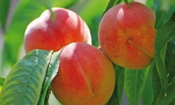 Персик Кардинал: опис сорту, посадка і догляд, характеристика, фото