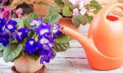 Як правильно поливати кімнатні фіалки: скільки разів і як часто
