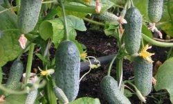 Сорт огірків Буян: особливості вирощування та догляду, опис і характеристика, фото, відгуки