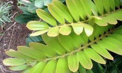 Замія (кімнатна рослина): догляд в домашніх умовах, фото, прикмети і забобони