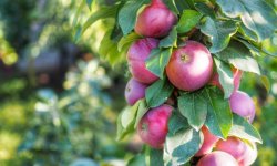Яблуня Джин: опис і характеристики сорту, особливості посадки і догляду, фото