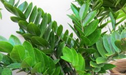 Як цвіте замиокулькас в домашніх умовах: скільки часу і як часто, догляд під час цвітіння, фото